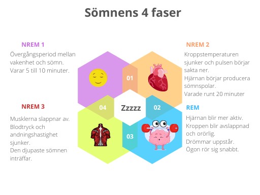 Sömnens 4 faser diagram