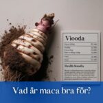 Vad är maca bra för?