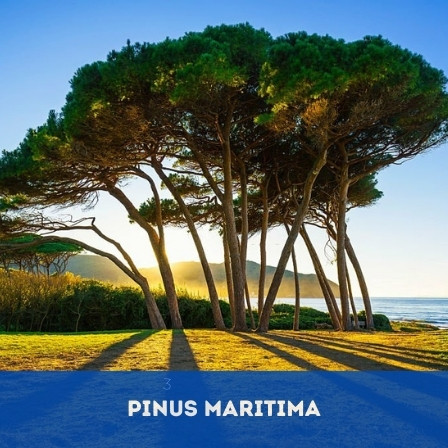 Pinus maritima