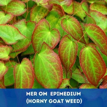 Vad är Epimedium (Horny Goat Weed)