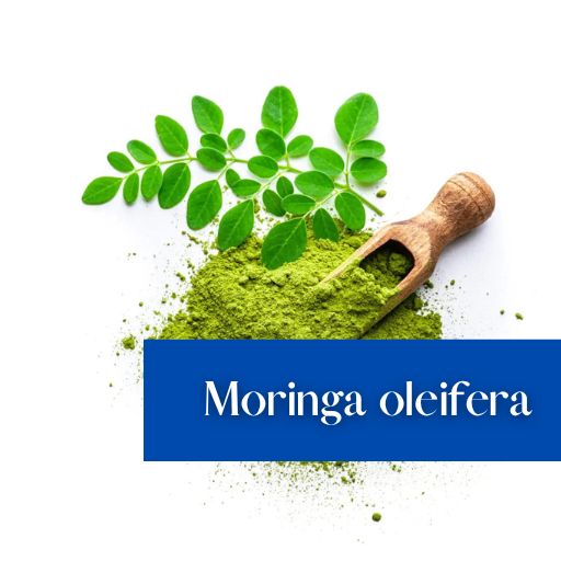 Moringa oleifera