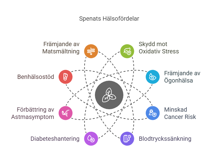 Hälsosamma Fördelar spenat